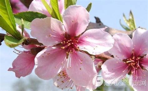 如何催桃花|催桃花最灵的方法 招桃花戴什么饰品